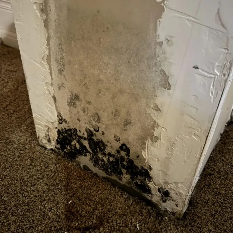 Professional Mold Removal in Minden, LA